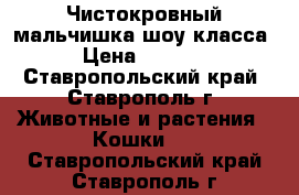 Чистокровный мальчишка шоу класса › Цена ­ 8 000 - Ставропольский край, Ставрополь г. Животные и растения » Кошки   . Ставропольский край,Ставрополь г.